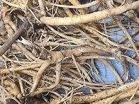 진삼 잔데 더덕 찔래상황산..