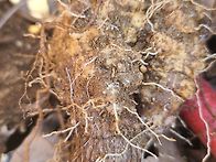 담금용 더덕 산행