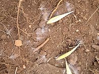 하수오 도라지 잔데 산행