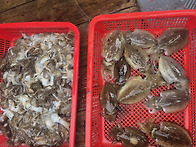 9월3일 3일차 홍원 쭈꾸미..