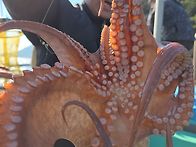 고흥 녹동으로 문어다녀왔..