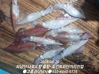 24일 토요일 한치 첫 출조