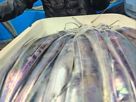 11/13 왕칼치 초.대.박 ..