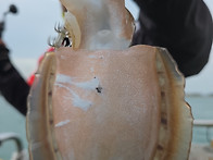 11/8일 갑오징어조황