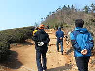 2016년 보성 녹차밭