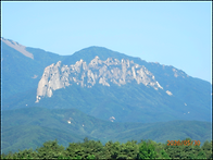 題 : 밀림을 이룬 청대산 ..