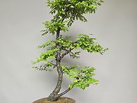 황피소사
