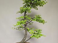황피소사