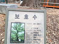 경기도 보호수 경기-광명-..