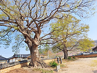 경상북도 보호수 11-19-..