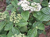 이게 한여름에 꽃을 피네요