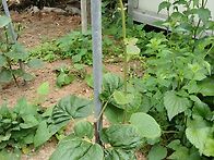 복분자시렁(터널) 설치