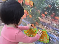 가상체험 제주도 귤따기