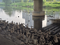 간절한 마음 담아..