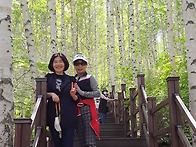 인제 자작나무숲.힐링을 ..