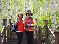 인제 자작나무숲.힐링을 ..