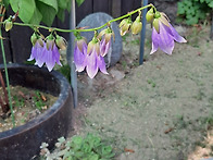 모시대