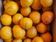 제주 노지한라봉(못난이)..