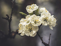 봄 꽃을 기다리며