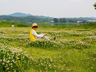 크로바 밭에서