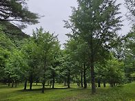 홍천 은행나무숲&산판둘레..