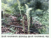 천마