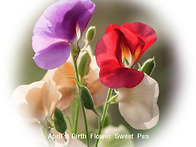 성용회 4월 저녁모임 안내