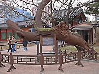 창덕궁. 창경궁 탐방.