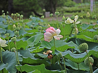 세미원 탐방.