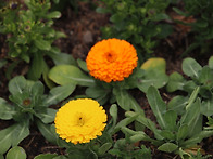 서울팡포원 탐방.