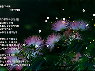 붉은 자귀꽃