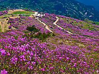환상의 철쭉평전 황매산길..