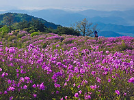 환상의 철쭉평전 황매산길..