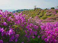 환상의 철쭉평전 황매산길..