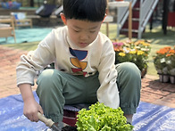 상추야 무럭무럭 ..