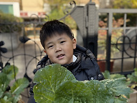 텃밭의 배추를 수..