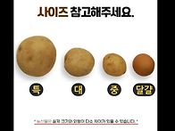제주햇감자 제주미니단호박..