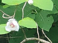 곰배령 이야기