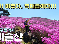 와! 미쳤다. 30만평 참꽃..