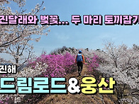 진달래와 벚꽃의 두 마리 ..