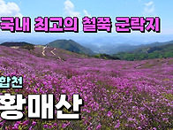 국내 최고의 철쭉 군락지,..