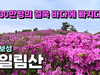 30만평의 철쭉 바다에 빠..