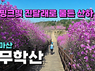 핑크빛 진달래로 물든 마산..