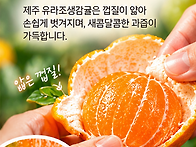 🍊 제주 유라..