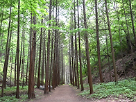 6/17(수) 옥천 화인산림욕..