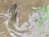 여름 철
