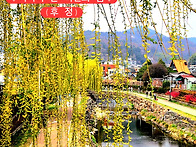 - 옥천변의 봄 (0329)...