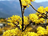 - 산수유마을 (0327)..