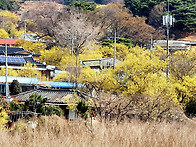 - 구례 산동 산수..