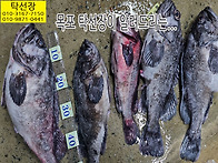 5월 26일, 우럭, 밴댕이,..